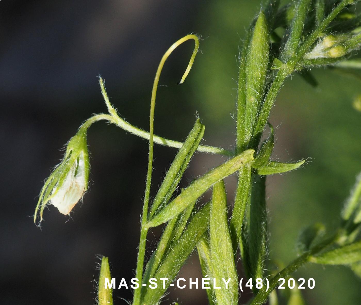 Lentil flower